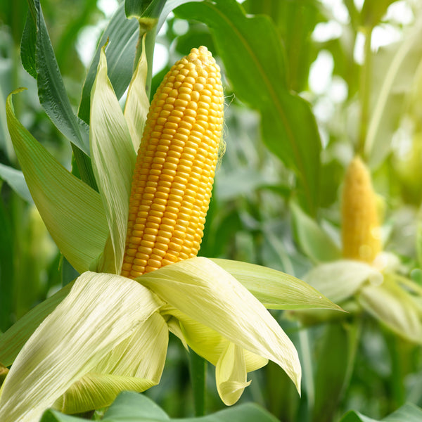 Sweet Corn Yellow