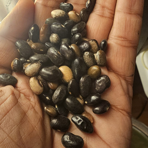 Organic 'Malawi Black Mix' bean