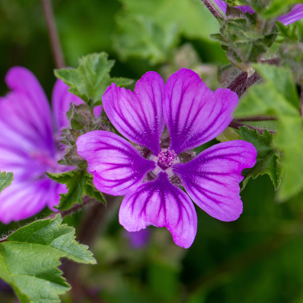 Malva 'Braveheart'