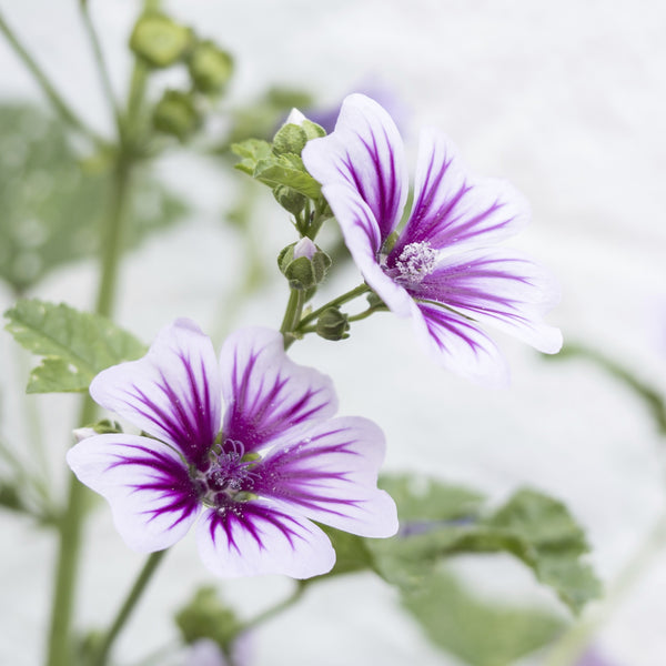 Zebrina Mallow