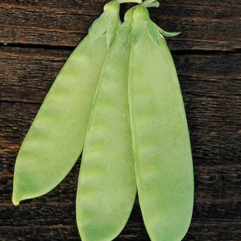 Snow Peas 'Mammoth Melting' organic