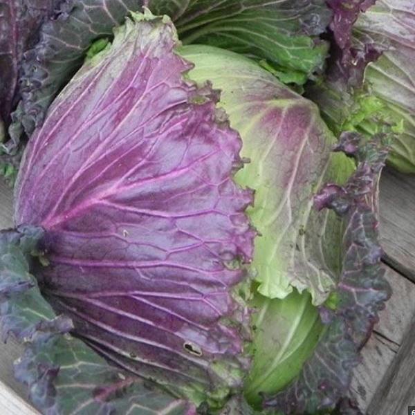 Red Cabbage 'Marabel' organic