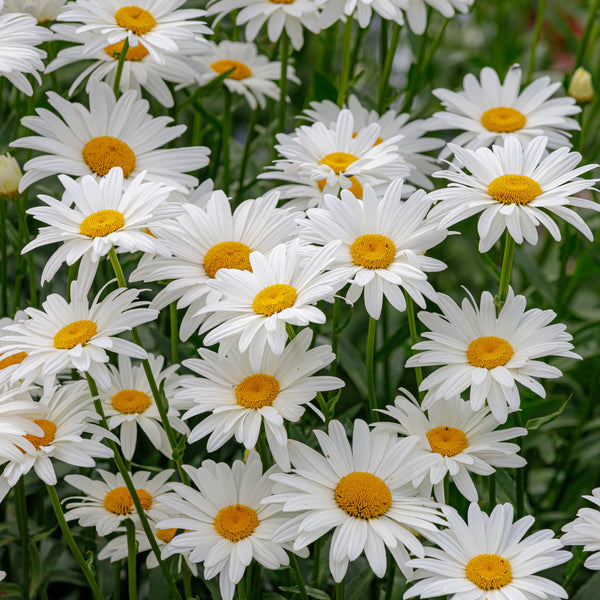 Marguerite 'Maximum'