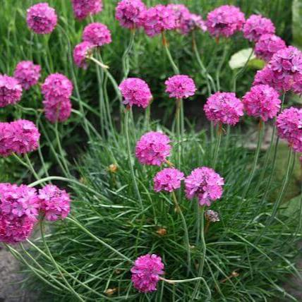 Armeria Maritima 'Splendens'