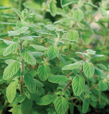 Organic garden marjoram