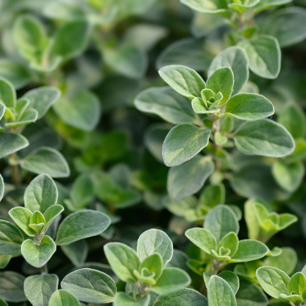 Sweet marjoram