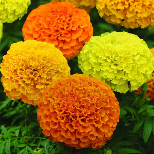 Marigold 'Marvel Mixed'