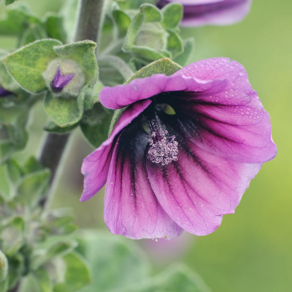 Mauve en Arbre 'Loveliness'