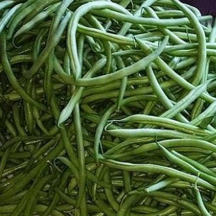 Haricot vert 'Maxibel' bio