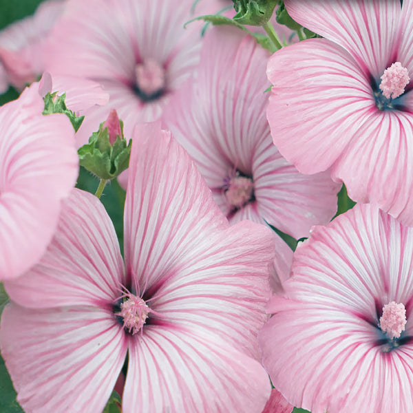 Lavatera 'Silvercup'