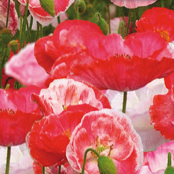 Poppy mix 'Falling in Love'