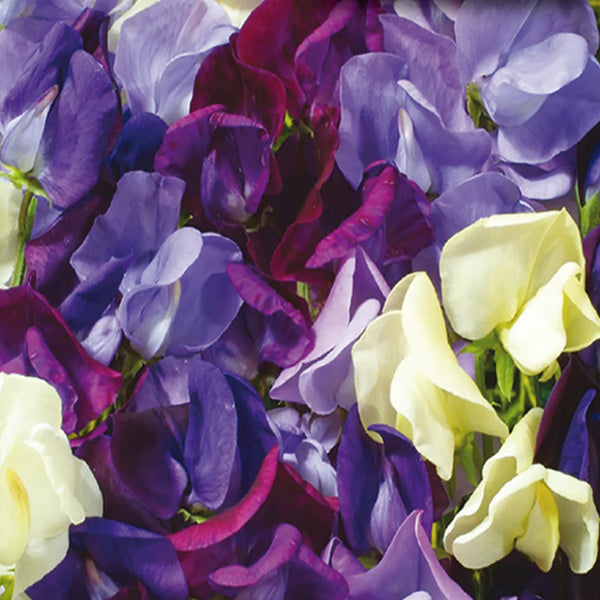 Sweet Pea Mix 'Ocean Foam'