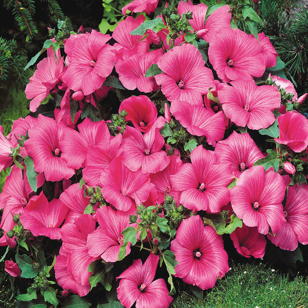 Lavatera 'Twins Hot Pink'