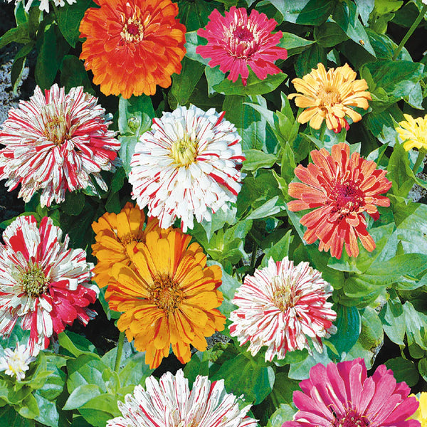 Zinnia mix 'Candy Cane'