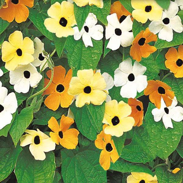 Thunbergia 'Black-Eyed Susan'