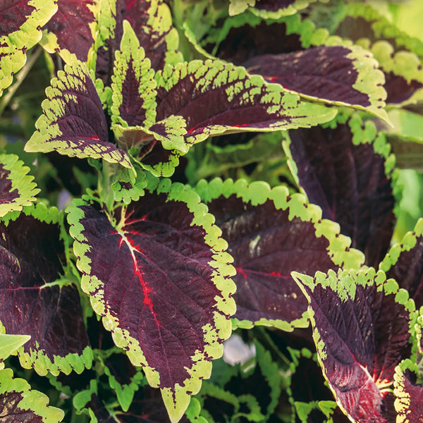 Coleus mélange 'Arc-en-ciel'