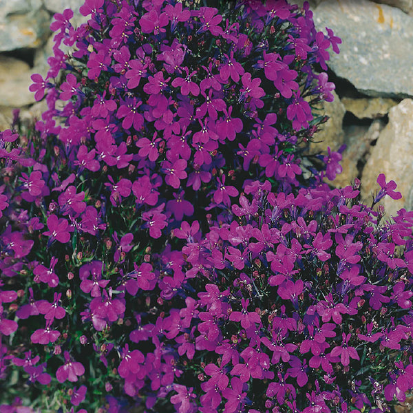 Lobelia 'Crystal Palace'