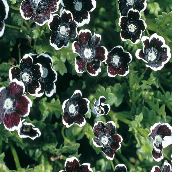 Nemophila 'Penny Black'