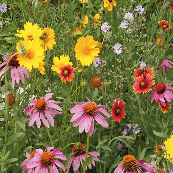 Wildflower Mix 'For the Bees'