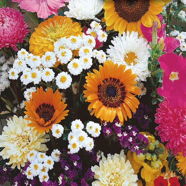 Mix of old-fashioned flower beds