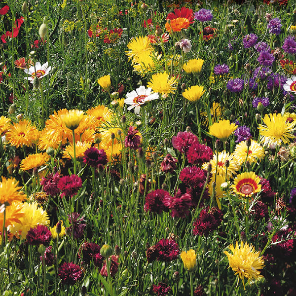 Mélange de fleurs sauvages 'Tout usage'