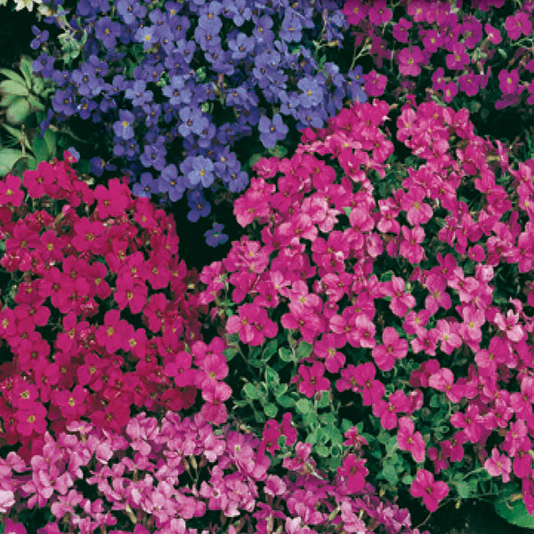 Aubretia mix 'Audrey' red and mauve