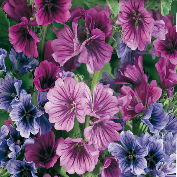 Malva mix 'Sylvestris Mystic'