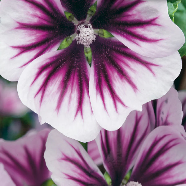 Mallow 'Zebrina'