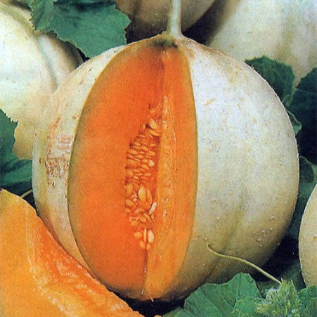 Cantaloup 'Charentais'