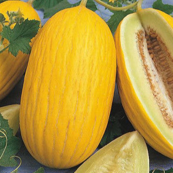 Melon jaune 'Siciliano'