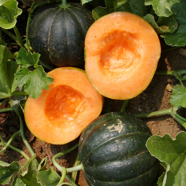 Organic 'Noir des Carmes' melon