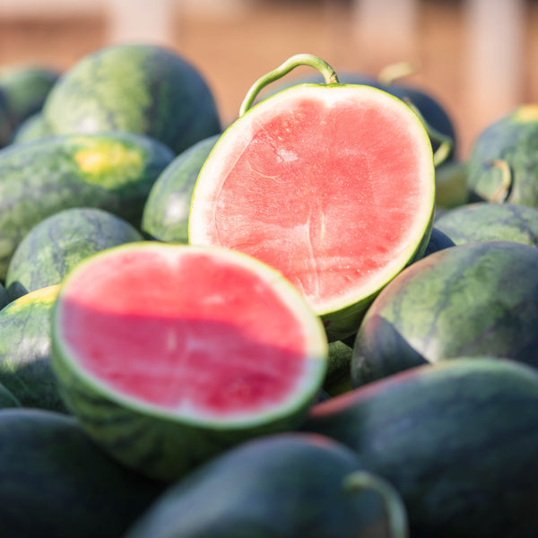 Melon d’eau Tyrion F1 (sans pépins)