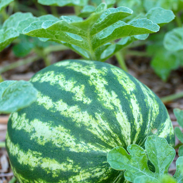 Melon d'eau 'Crimson Sweet'