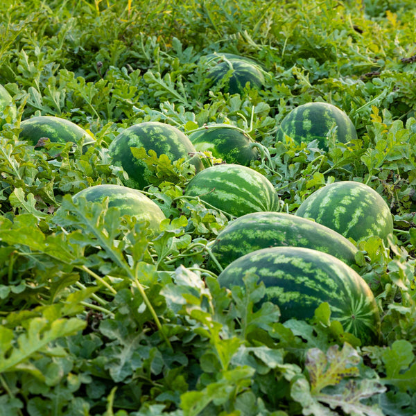 Melon d’eau pollinisateur Ace F1