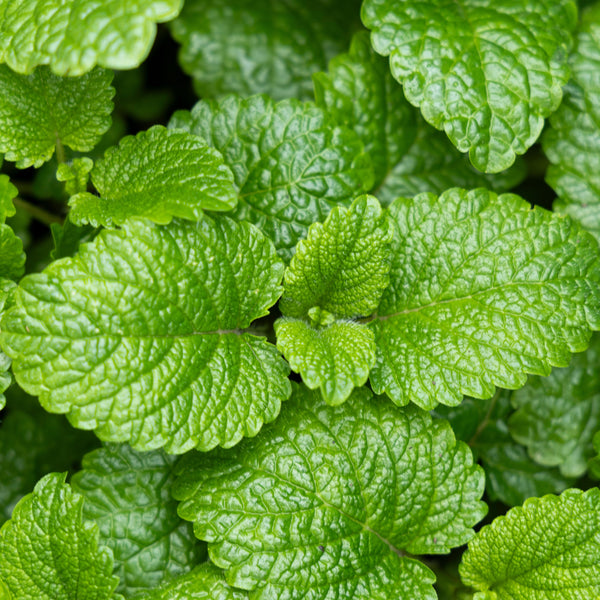 Spearmint organic