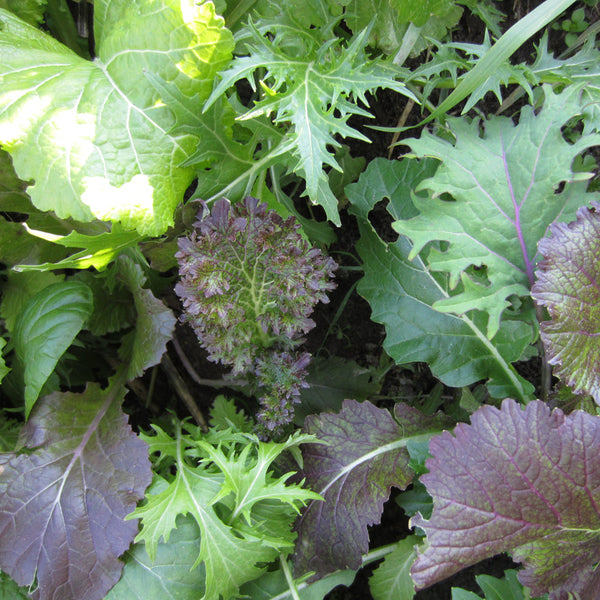 Organic luxury cruciferous mesclun