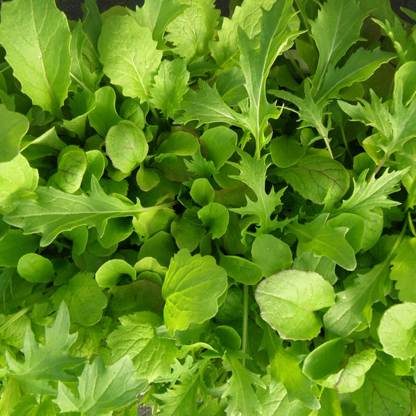 Organic luxury mesclun