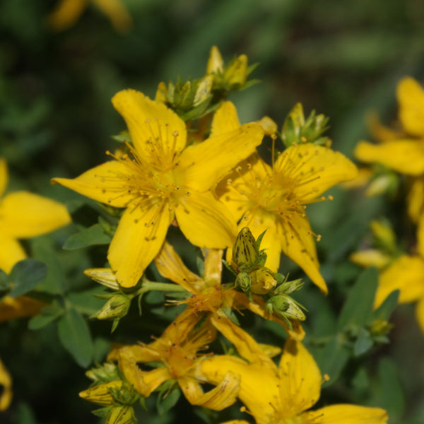 Organic St. John's Wort