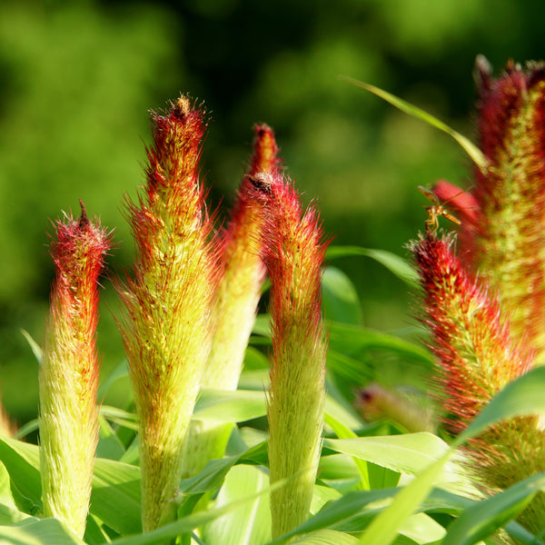 Ornamental Millet Jade Princess F1 - Pennisetum glaucum