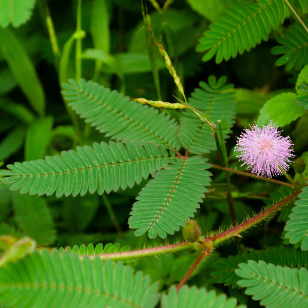 Mimosa pudica