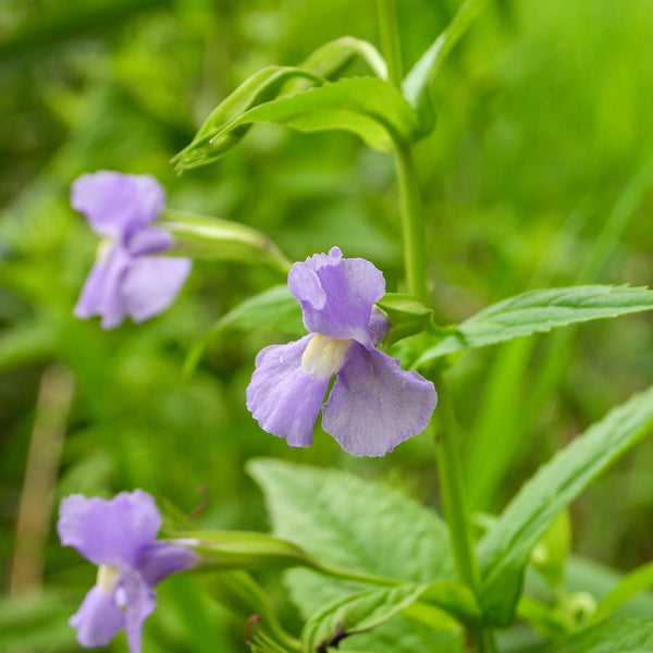 Mimule à Fleurs Entrouvertes