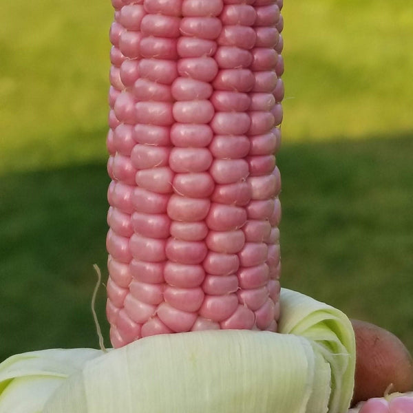 Corn 'Mini Pink Popcorn' Organic 