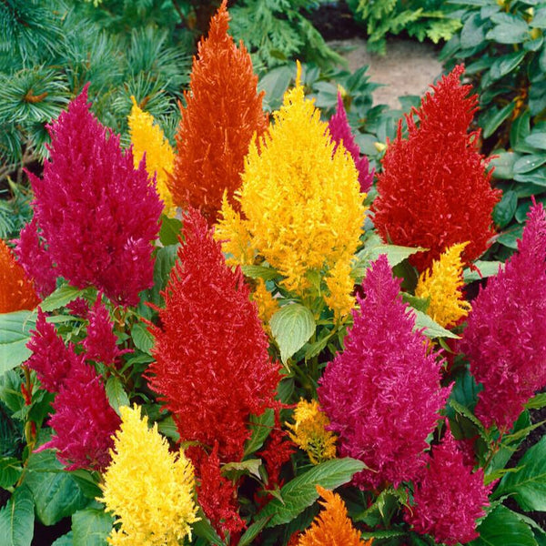 Celosia 'Mixed Colors'