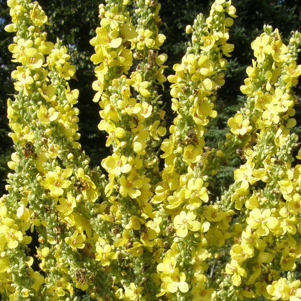 Organic Olympus Mullein