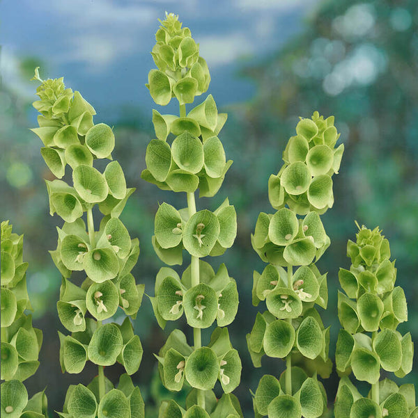 Moluccella 'Green Bells of Ireland'