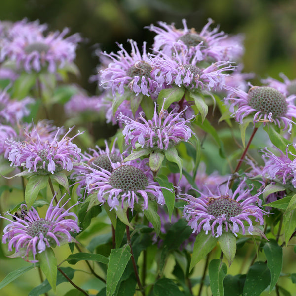 Wild Bergamot