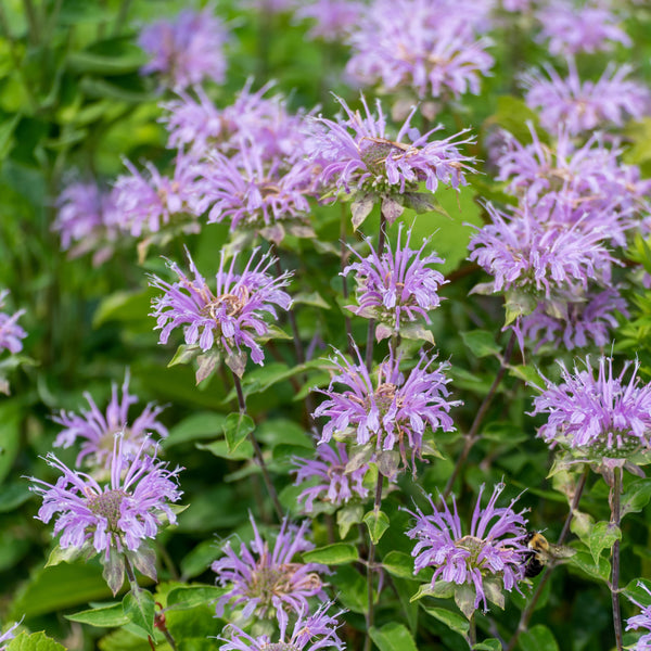 Wild Bergamot (Monarda fistulosa)