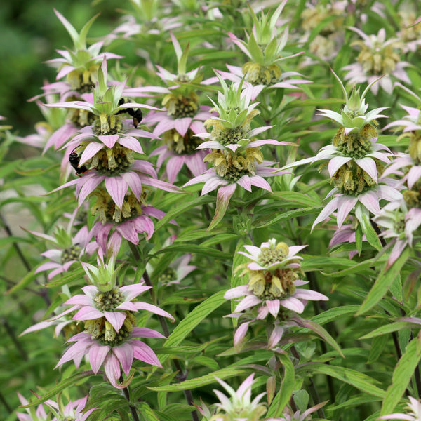 Monarde ponctuée