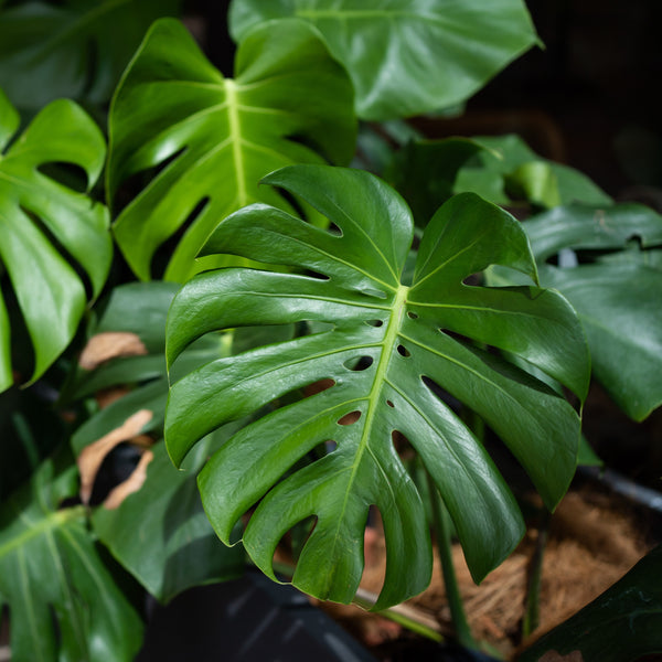 Monstera deliciosa