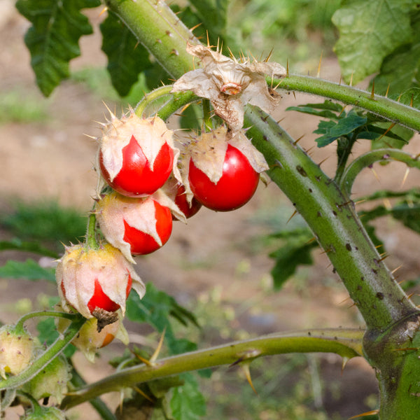 Organic Balbis nightshade